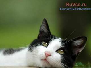 Умный ласковый котик к лотку приучен счастье в год черного кота