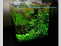 akvariumy-terrariumy-oborudovanie-rybki-small-2