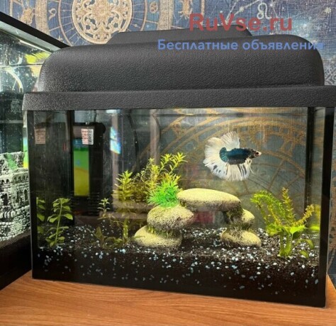 akvariumy-terrariumy-oborudovanie-rybki-big-1