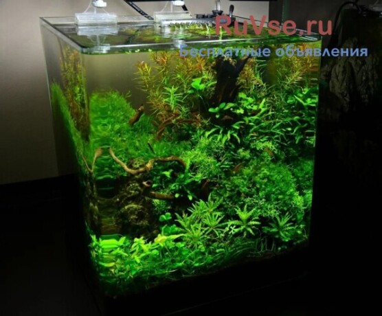 akvariumy-terrariumy-oborudovanie-rybki-big-2
