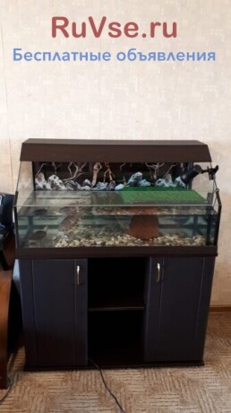 akvariumy-terrariumy-oborudovanie-rybki-big-5
