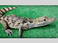 kaimanovyi-krokodil-small-0